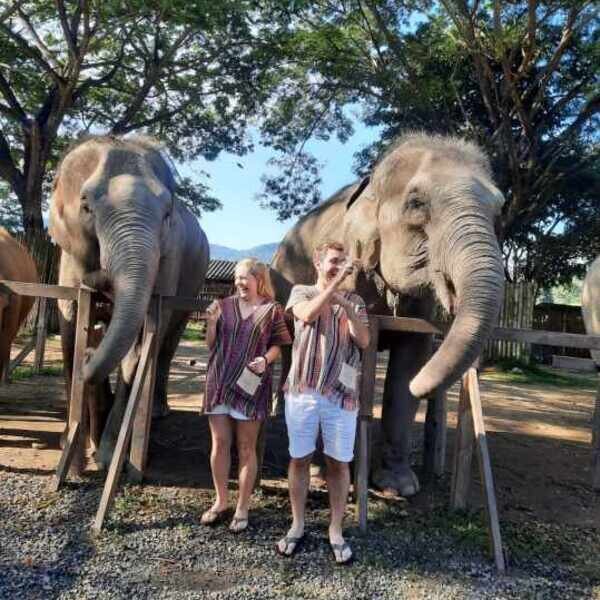 Meet Rescued Elephants Up Close