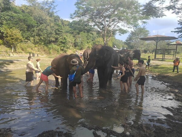Interact with Elephants