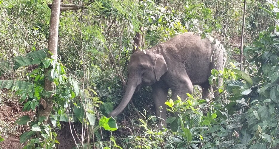 An elephant is feeding in the forest.