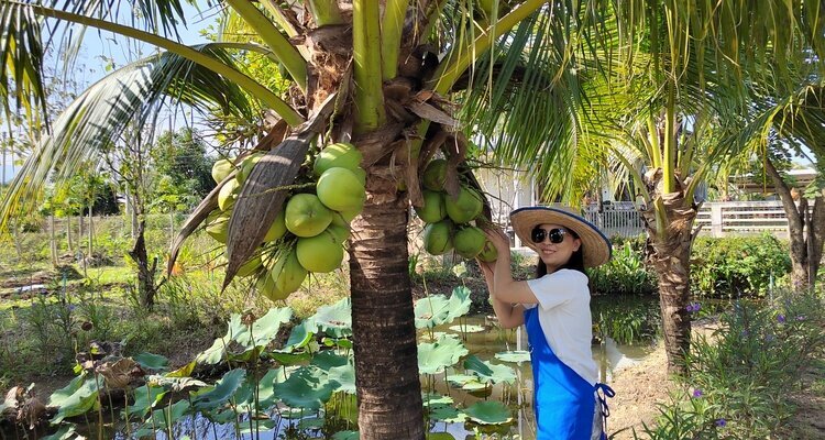 Picking up Coconut for Cooking