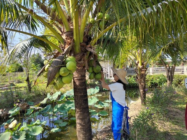 Cook authentic Thai food in a local organic farm.