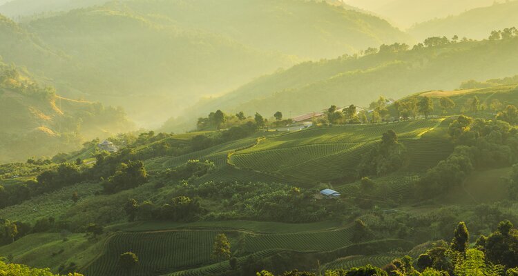 Tea Plantation