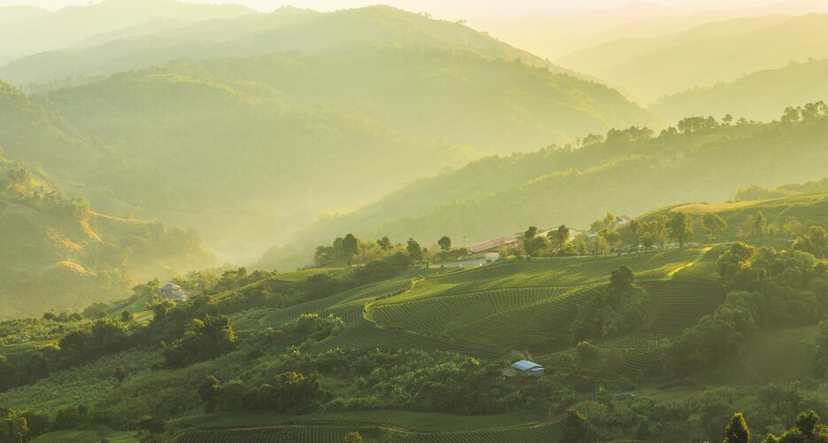 Morning mist over tea terraces in Chiang Rai, Thailand