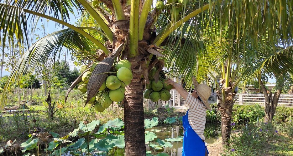 Our Product Manager Ling is picking coconuts at a local farm during the cooking class.