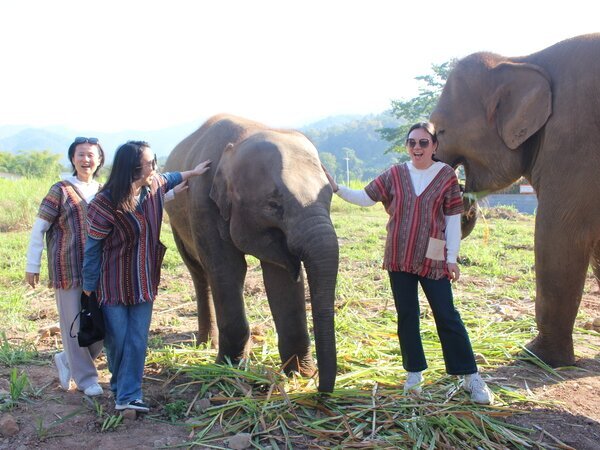 Have a close encounter with elephants in the jungle.