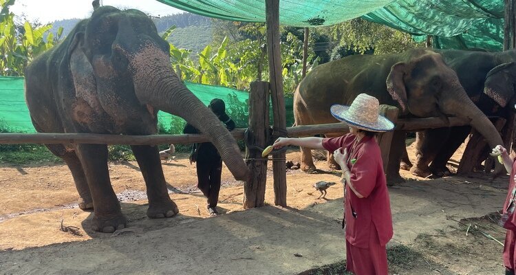 Ethical Sanctuary in phuket