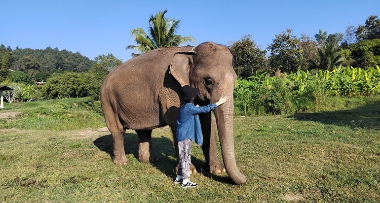 elephant sanctuary in Chiang Maia
