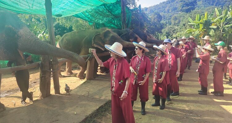elephant sanctuary in Chiang Mai