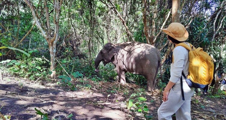Hands-off Elephant Experience