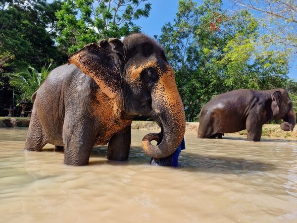 Enjoy intimate interaction with elephants