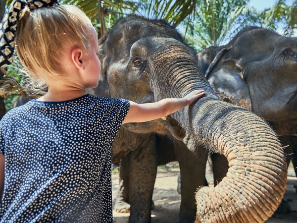 Get close to elephants in Chiang Mai.