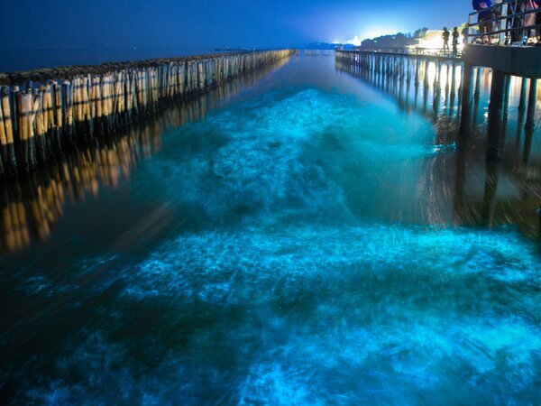 The glowing plankton in Krabi