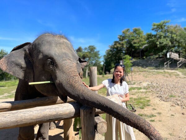 have close encounter with elephant