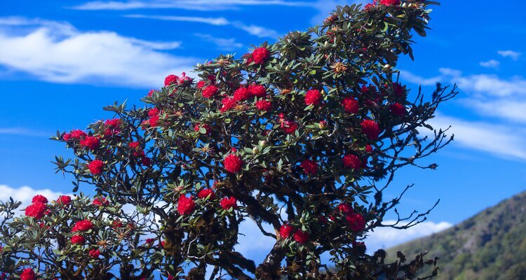 Blooming Rhododendron Flowers in Doi Inthanon in February, Thailand