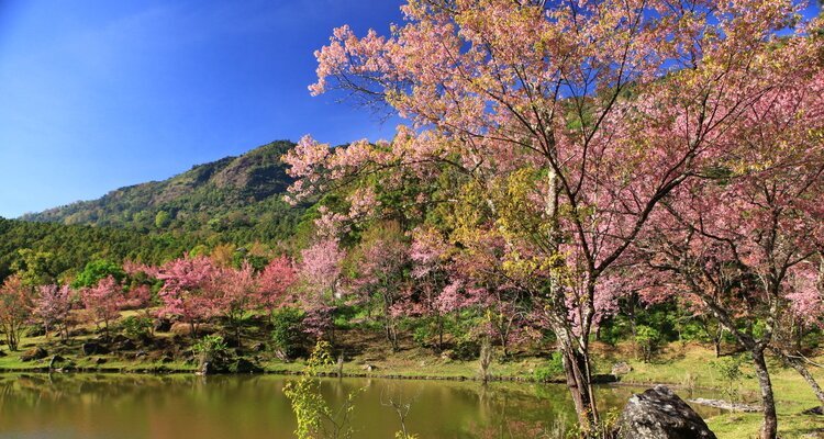 Wild Cherry Blossoming on Doi Inthanon National Park, Chiang Mai, Thailand