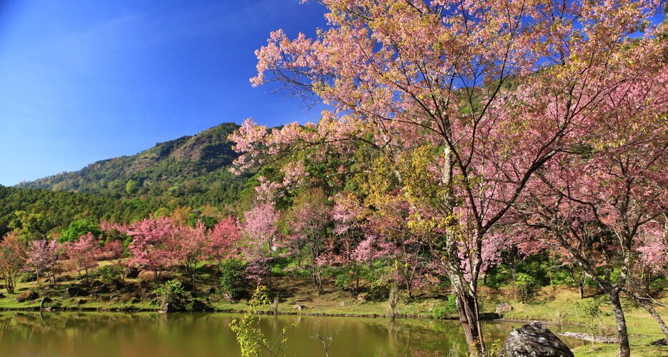 Wild Cherry Blossoming on Doi Inthanon National Park
