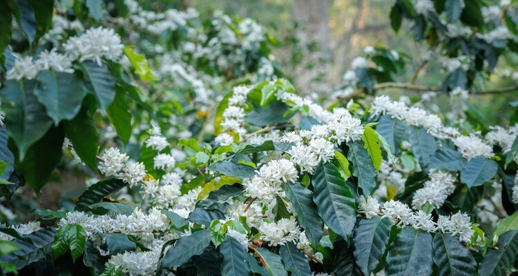 Blooming Coffee Trees in Chiang Mai 