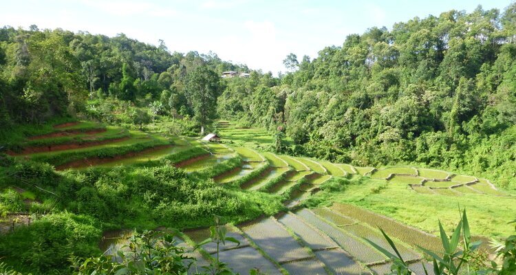 Rice Paddies in Chiang Mai in June