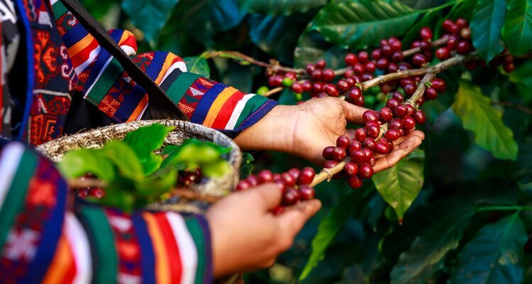 Picking Coffee Beans in Chiang Mai