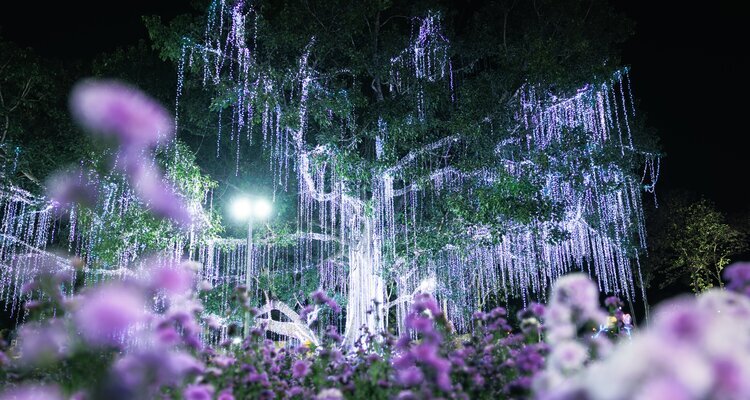 Charming Chiang Mai Flower Festival, Thailand