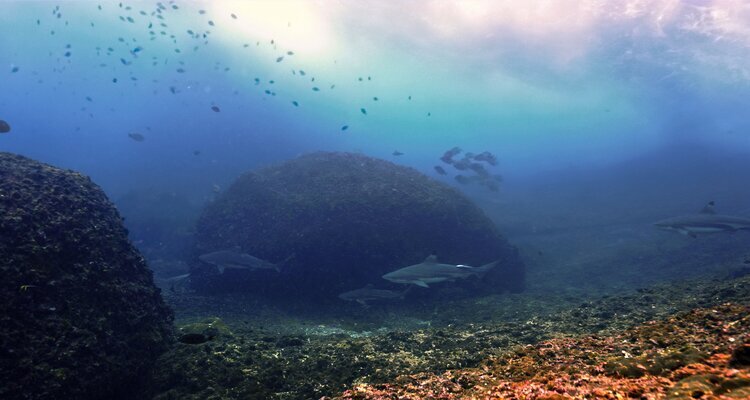 Shark Point, Phi Phi Islands