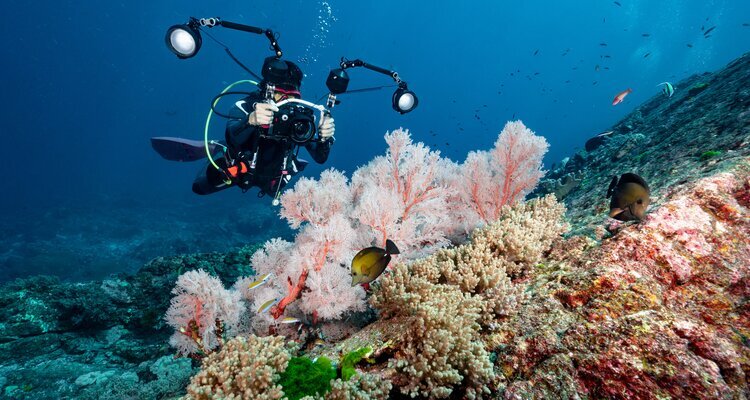 Diving among vibrant corals in the Similan Islands, Thailand