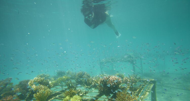 Planting Corals in Koh Yao Noi, Thailand